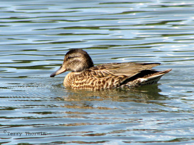 Green-winged Teal female 1.jpg