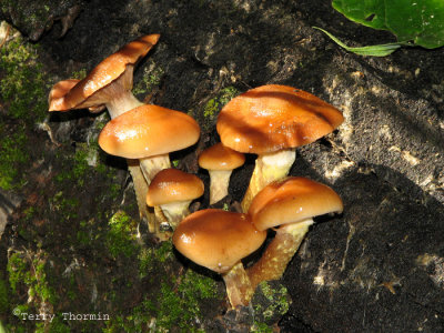 Armillaria ostoyae - Honey Mushroom 2.jpg