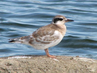 Forsters Tern immature 1.jpg