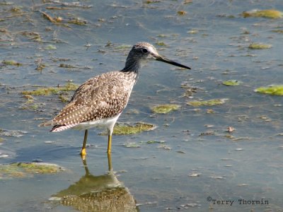 Greater Yellowlegs 1.jpg