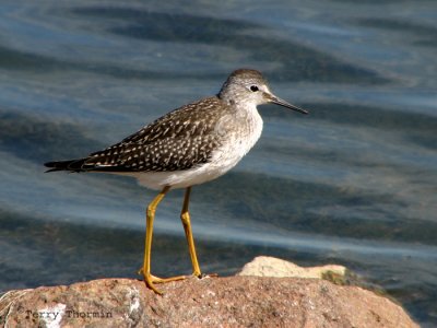 Lesser Yellowlegs 1.jpg