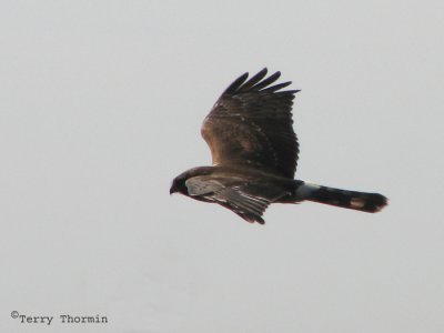 Northern Harrier immature 1.jpg