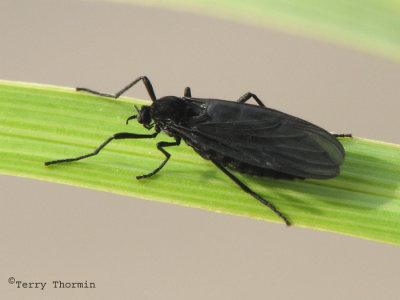 March Flies - Bibionidae