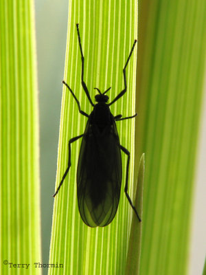 Penthetria heteroptera - March Fly A2.jpg