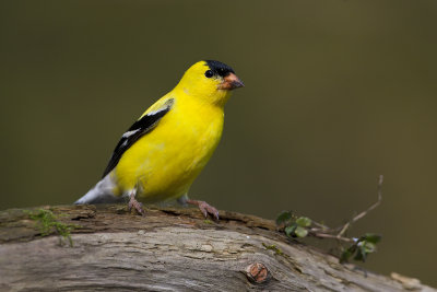 North American Goldfinch22.jpg