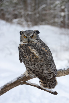 Great Horned Owl35.jpg