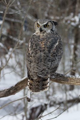 Great Horned Owl24.jpg
