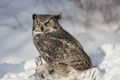 Great Horned