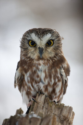 Saw Whet Owl205.jpg