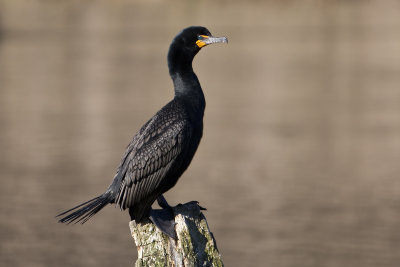 ::DOUBLE CRESTED CORMORANT::