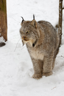 Lynx