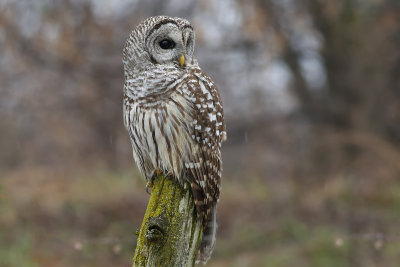 Barred Owl1339.jpg