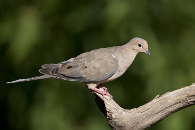 Mourning Dove