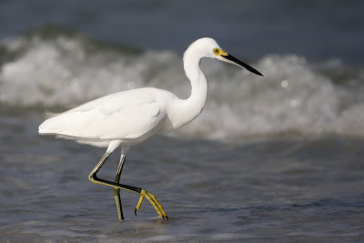 Snowy Egret75.jpg