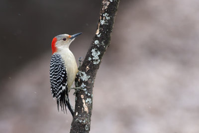 Red Bellied Woodpecker21.jpg