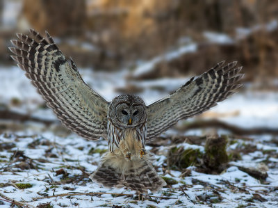 Barred Owl