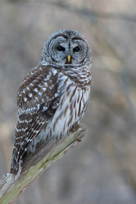 Barred Owl