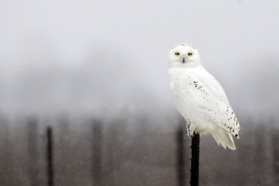 Snowy Owl103.jpg