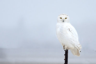 Snowy Owl105.jpg