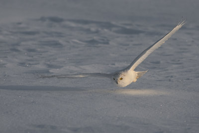 Snowy Owl106.jpg