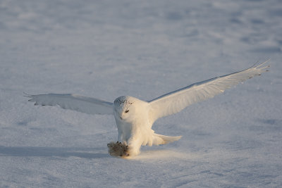 Snowy Owl128.jpg