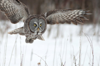 Great Gray Owl9.jpg