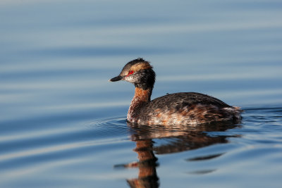 Horned Grebe