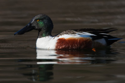 Northern Shoveler