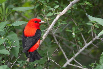 Scarlet Tanager