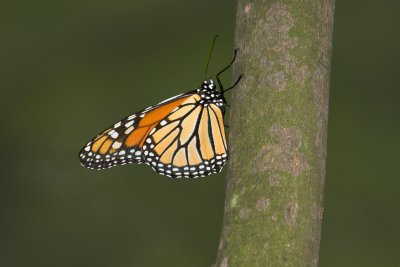 Monarch 11.jpg