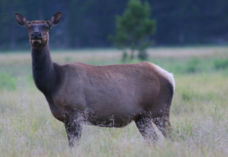 Elk