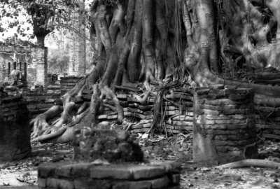 Temple Roots