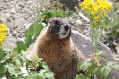 Marmot in Wildflowers
