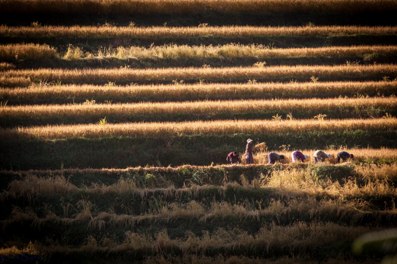 Rice Harvest, Punakha Bhutan