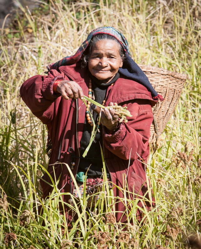 Millet Harvest