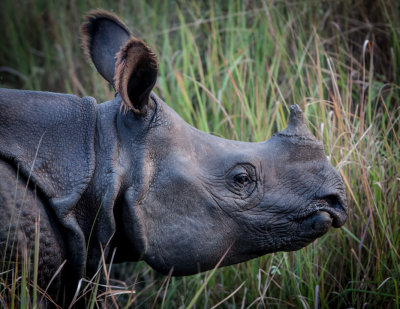 Chitwan Safari