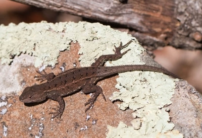 Eastern Fence Lizard