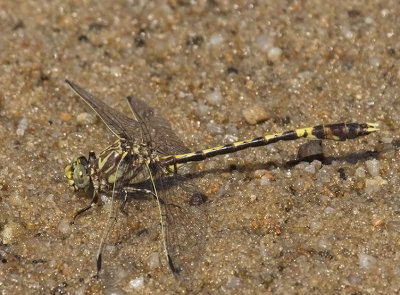 Common Sanddragon