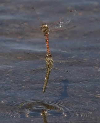 Variegated Meadowhawk