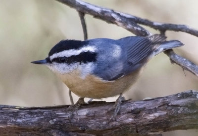 Red-breasted Nuthatch