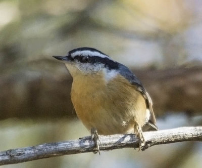 Red-breasted Nuthatch