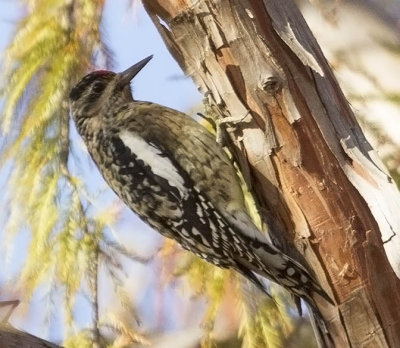 Yellow-bellied Sapsucker