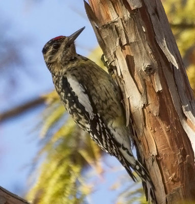Yellow-bellied Sapsucker