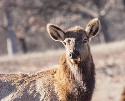 American Elk