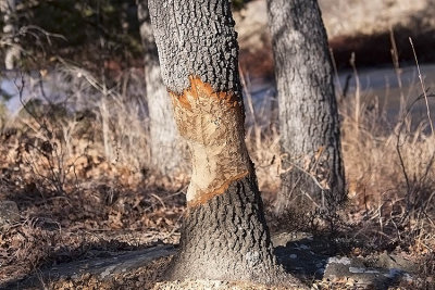 Beaver chewed tree
