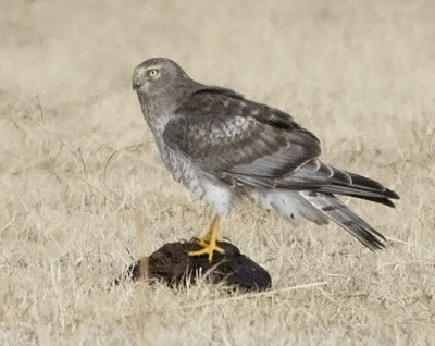 Northern Harrier