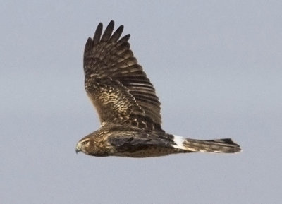 Northern Harrier