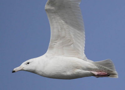Glaucous Gull