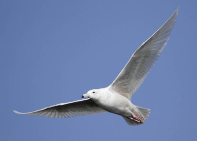 Glaucous Gull