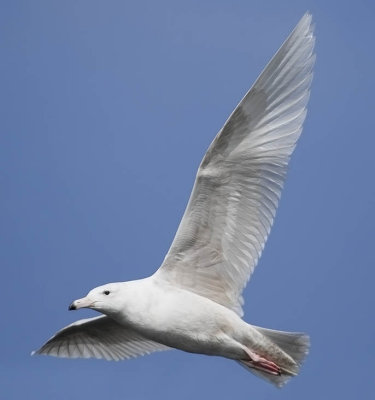 Glaucous Gull